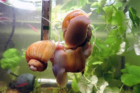 Aquarium Snails On Top Of Each Other - Rin Aquarium Fish