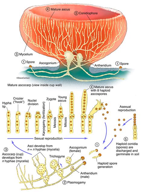 Ascomycota Fungi