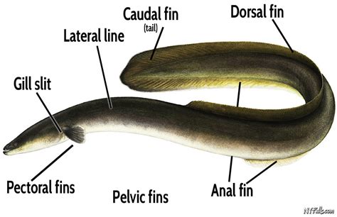 Freshwater Eels of New York