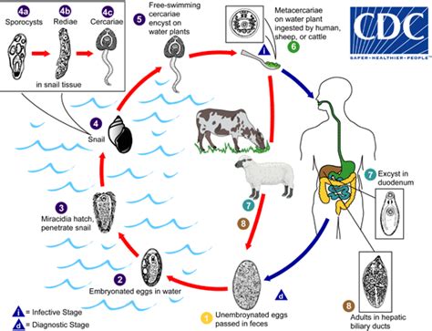 CDC - Fasciola - Biology