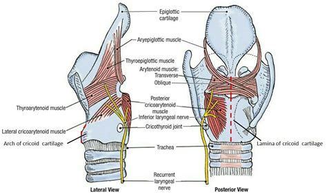 Intrinsic Muscles of Larynx - ArielilSexton