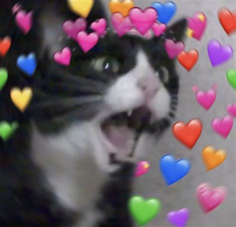 98+ Hearts Crying Cat Wholesome Meme