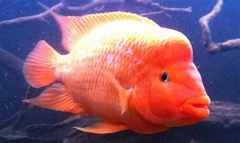 Red Devil Cichlid: Info with Care Details and Pictures