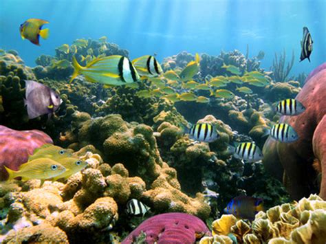 Marine Environment : Prevention, Protection and Preservation - Law Define