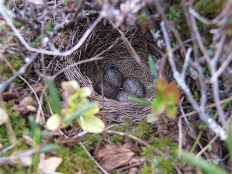 Meadow pipit, Bird nest, Meadow