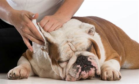 Homemade Dog Ear Cleaner: A DIY Way to Clean Your Dog's Ears!