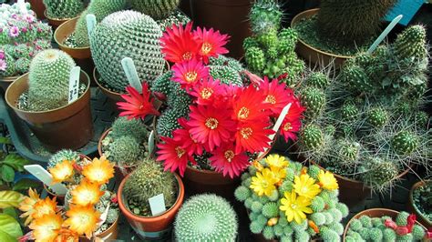 Top 10 BEST Flowering Cactus Plants - YouTube