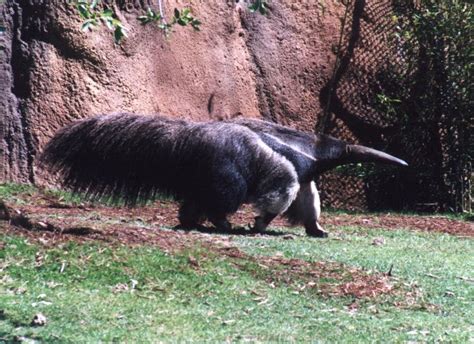 Anteater