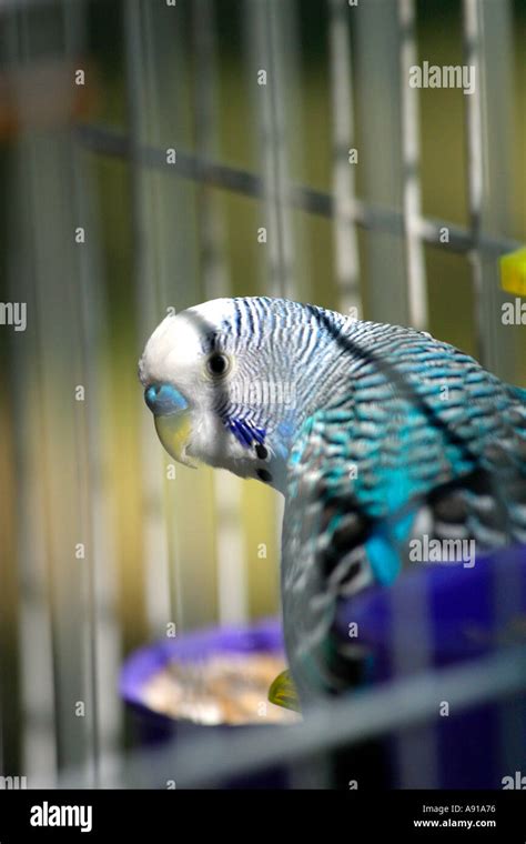 Blue Budgie in Cage Stock Photo - Alamy