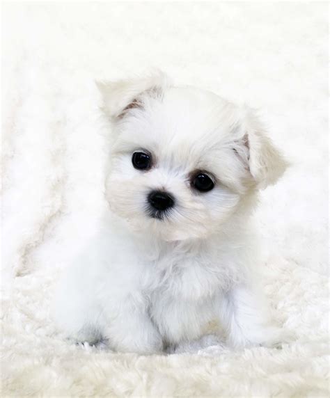 Teacup Maltese Puppy White!! | iHeartTeacups