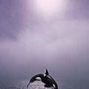 Orca Breaching In Fog Composite Alaska Photograph by John Hyde - Fine ...