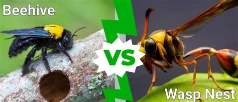 Beehive Vs Wasp Nest - A-Z Animals