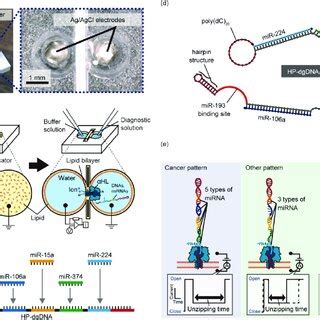 Design of the miRNA detection system using DNA computing technology and ...