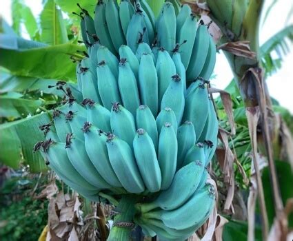 Blue Java Banana | Grow & Care Guide - Sumo Gardener