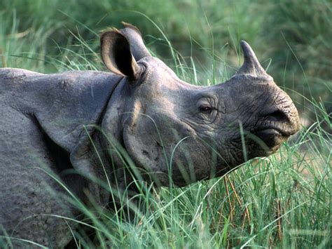 Greater One-Horned Rhino | Species | WWF