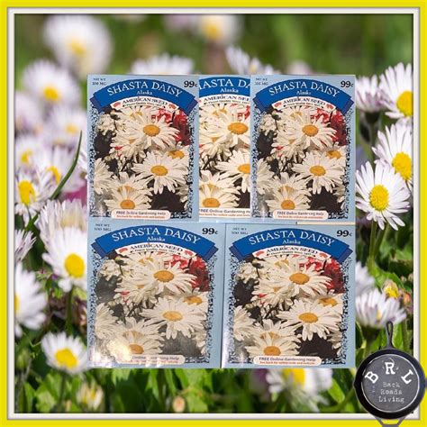 Shasta Daisy Flower Seeds Free Giveaway - Back Roads Living