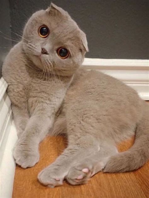 Pin by Seval . on CAT | Scottish fold kittens, Cat scottish fold, Cute cats