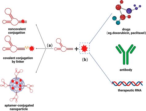 Frontiers | Aptamer-based applications for cardiovascular disease