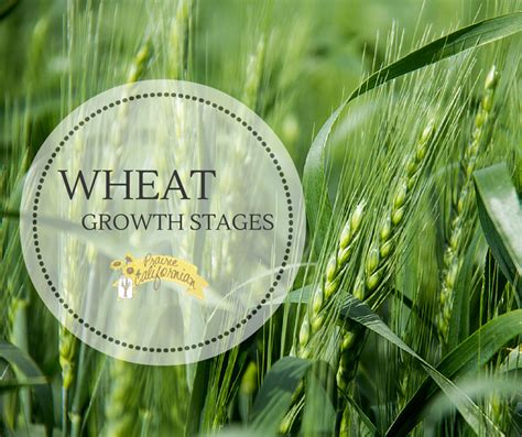 Wheat Growth Stages – Prairie Californian