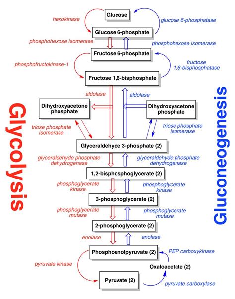 Gluconeogenesis Pathway: A Biochemistry Guide