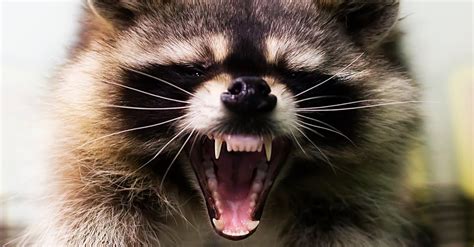 Raccoon Teeth: Everything You Need to Know - A-Z Animals