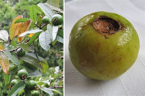 22 Different Guava Tree Varieties - ProGardenTips