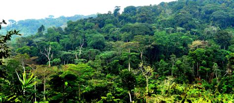 Logging Threatens World's Second Largest Rainforest in DR Congo