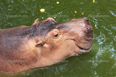 Hippopotamus swimming in the water — Stock Photo © reborn55 #26222931