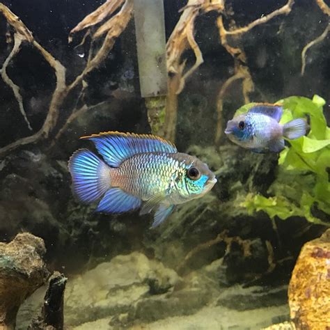 Electric Blue Acara: Care Guide, Breeding, Tank Size & Disease