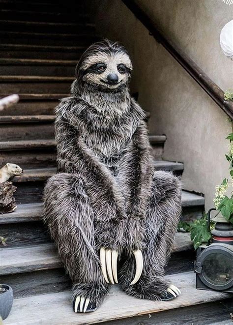 Human size sloth costume. : r/oddlyterrifying