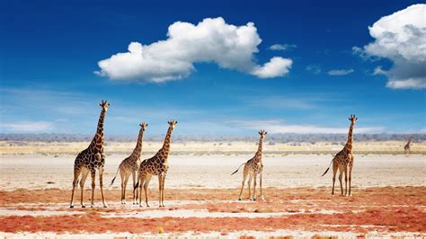 Etosha National Park