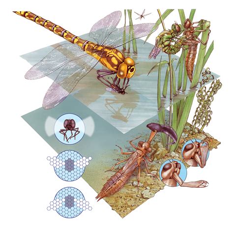 Bill Donohoe - Illustrator - Dragonfly Lifecycle