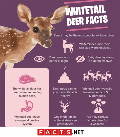 30 Curious Whitetail Deer Facts That Will Surprise You