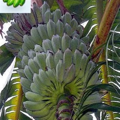 Banana Plant "Ice Cream Blue Java" Musa Banana Tree | Florida Hill Nursery