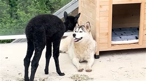 Dog Rescuer Takes In Newborn Alpaca Who Was Rejected By Mom - The ...