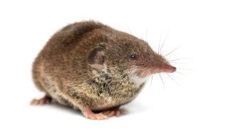 Differences Between Moles, Voles & Shrews | Ehrlich Pest Control