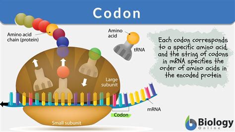 Codon - Definition and Examples - Biology Online Dictionary