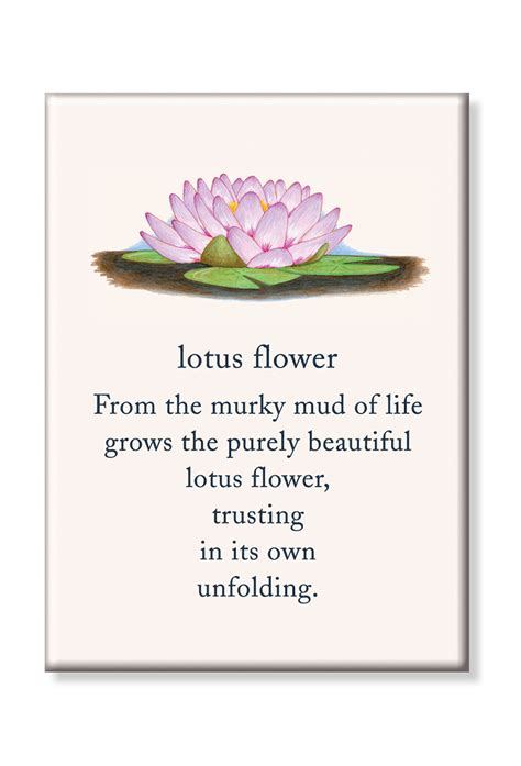 What Is The Spiritual Meaning Of A Lotus Flower | Best Flower Site