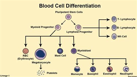 Cells of the Immune System - Immunology - Medbullets Step 1