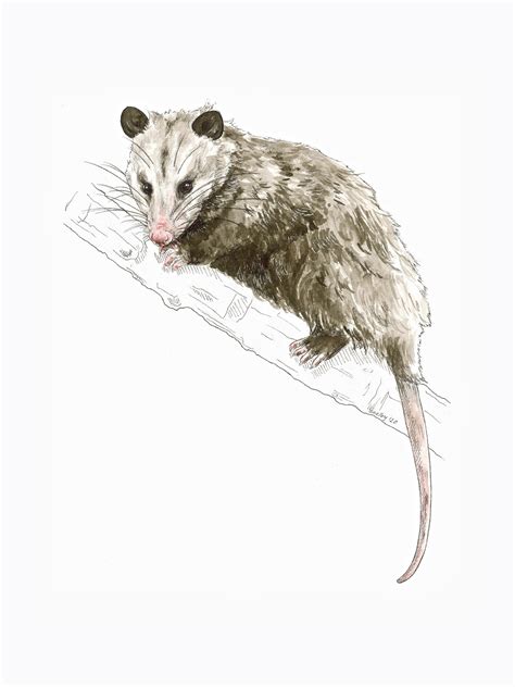 Possum Drawing