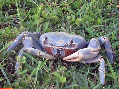 Giant Blue land crabs on Ambergris Caye, how to cook em, how to chase ...