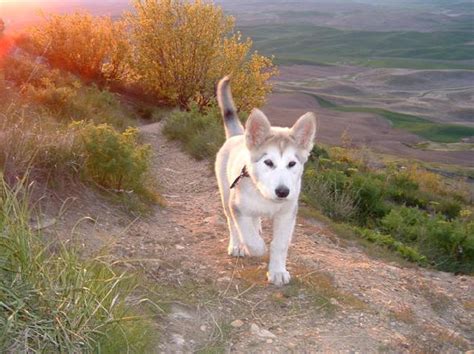 Steptoe Butte - Pulman Washington