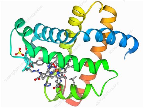 Myoglobin molecule - Stock Image - F006/9418 - Science Photo Library