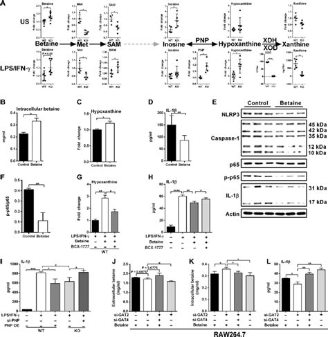 GAT2 deficiency promotes betaine-hypoxanthine metabolism in ...