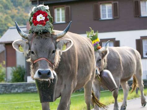 Swiss Cow Parade 2020 - All About Cow Photos