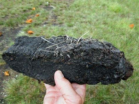 Peat in 2021 | Peat, Organic matter, Soil