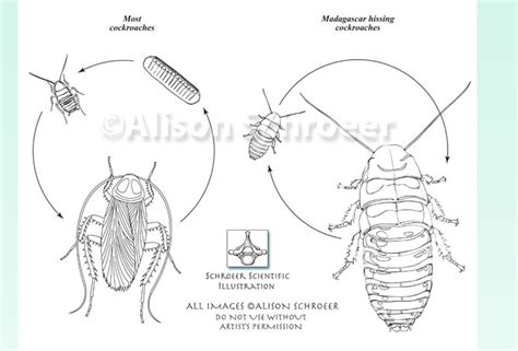 Cockroach life cycle - Schroeer Scientific Illustration