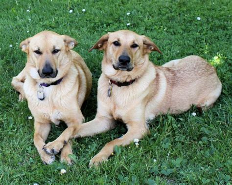 Havapoo vs Chinook - Breed Comparison | MyDogBreeds