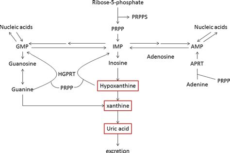 Purine metabolic pathway. Purine bases derived from tissue Nucleic ...