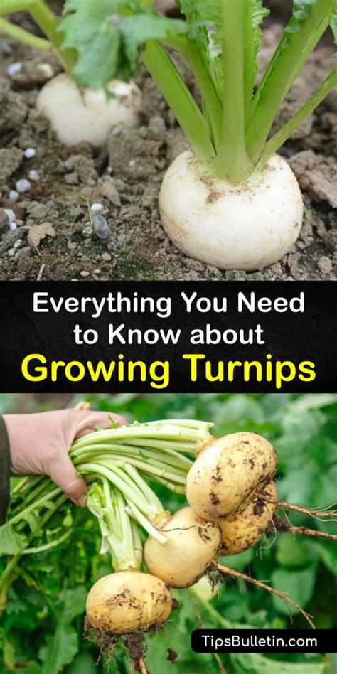 Growing Turnips - Incredible Tricks for Planting Turnips